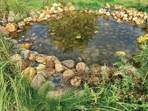 Diy Frog Pond, Build A Frog, Diy Frog, Frog Habitat, Ponds For Small Gardens, Frog Pond, Habitat Garden, Goldfish Pond, Garden Frogs