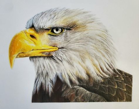 Eagle Colored Pencil Drawing, Eagle Drawing, Colour Pencil, Colored Pencil Drawing, Color Pencil Art, Color Pencil, Colored Pencil, Pencil Art, Wild Animals