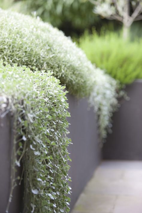 cascading plants Peter Fudge, Living Fence, Silver Falls, Plants Growing, Garden Vines, Grasses Landscaping, Australian Garden, Coastal Gardens, Outdoor Room