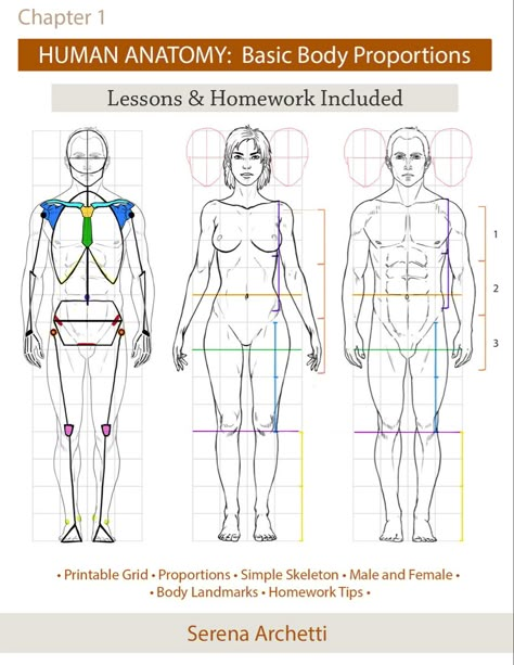 Body Proportion Drawing, Human Body Proportions, Human Anatomy Female, Drawing Body Proportions, Drawing The Human Head, Head Anatomy, Life Drawing Reference, Skeleton Drawings, Character Artist