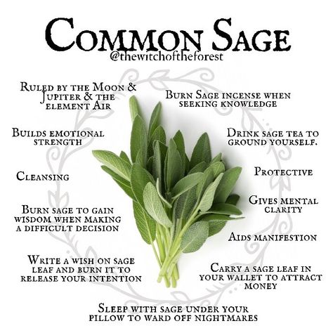 Witch Forest, Garden Sage, Modern Day Witch, Sage Herb, Sage Tea, Magickal Herbs, Witch Herbs, Burning Sage, Magic Herbs