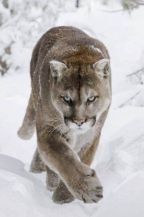 Mountain lion....one of my favorite animals, and definitely my favorite of the big cats. So incredibly beautiful! Regnul Animal, Mountain Lions, Mountain Lion, Cheetahs, Large Cats, Big Cat, Wild Things, Animal Planet, Amazing Animals