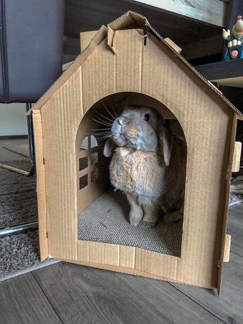 Bunny Hideout Diy Cardboard, Rabbit House Diy, Diy Rabbit House, Bunny Care Tips, Rabbit Habitat, Pet Rabbit Care, Cardboard Cat House, Bunny Room, Pet Bunny Rabbits