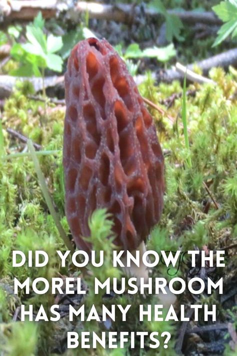 morel mushroom in forest Mushroom Health Benefits, Morel Recipes, Morel Mushroom Recipes, Morel Mushroom Hunting, Mushroom Benefits, Morel Mushrooms, Morel Mushroom, Mushroom Hunting, My First Year