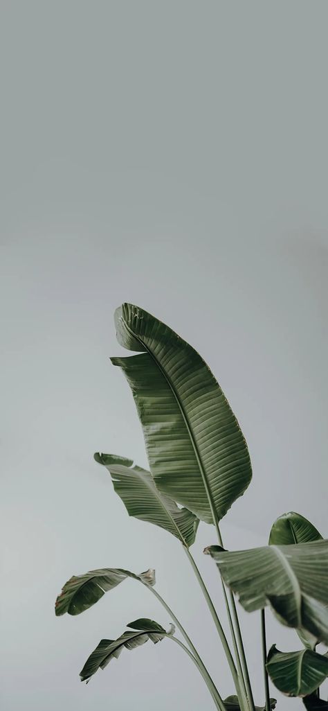 Background Aesthetic Homescreen, Indoor Plant Wallpaper, Soft Wallpaper Aesthetic Pastel Green, Business Aesthetic Wallpaper, Monstera Plant Wallpaper, Plant Wallpaper Aesthetic, Plant Wallpaper Iphone, Iphone Design Ideas, Iphone Aesthetic Layout