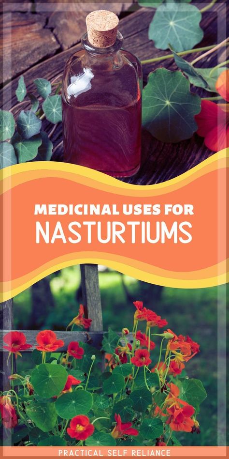 Nasturtium Health Benefits, Nasturtium Tincture, Edible Herbs, Medicinal Flowers, Medicinal Herbs Remedies, Herbs Medicine, Medical Plants, Edible Weeds, Herbal Health