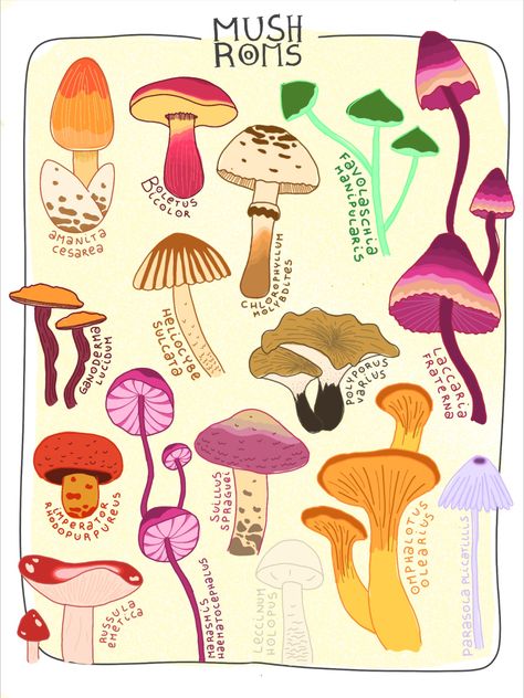 Mushroom Species Poster, Mushroom Names Aesthetic, Types Of Mushrooms Drawing, Mushrooms Names, Art Neauvou, Bf Crafts, Different Kinds Of Mushrooms, Renfest Costume, Mushroom Tile