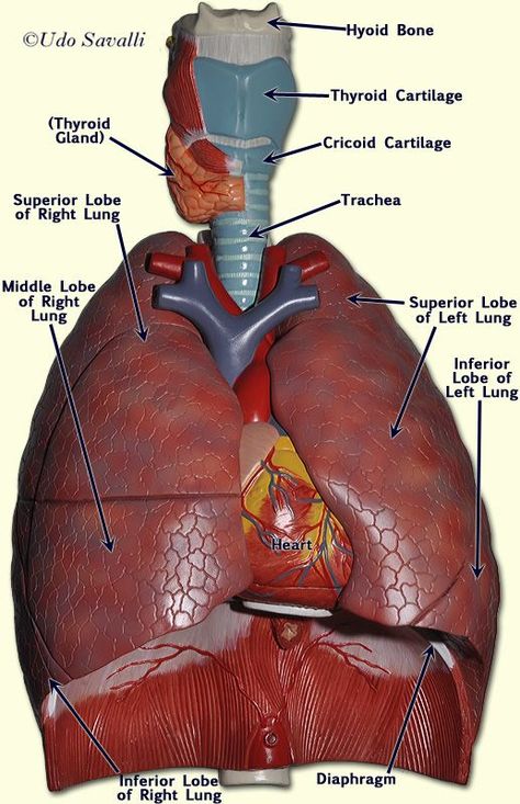 Respiratory System Anatomy, Medical Terminology Study, Human Respiratory System, Lung Anatomy, Human Body Organs, Medical School Life, Basic Anatomy And Physiology, Medical Student Study, Anatomy Models