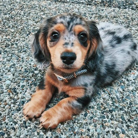 Blue Dapple Mini Dachshund, Dapple Dachshund Puppy For Sale, Weener Dogs, Dog Ear Tattoo, Dogs Tattoo, Funny Dog Signs, Dream Puppy, Dapple Dachshund Puppy, Dachshund Breed