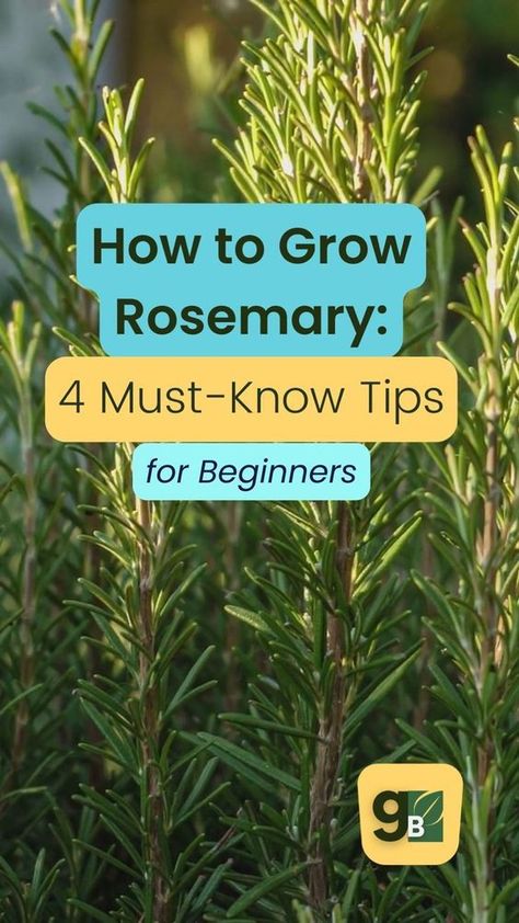 Save this for later. Looking to grow your own herbs? Rosemary is a great place to start. This easy-to-care-for plant grows well in most climates, and following these simple tips will help you have a thriving rosemary plant in no time! Get started on your very own rosemary plant today and get our list of the best companion plants for rosemary on the blog now. Rosemary Plant Care, Plant Companions, Rosemary Garden, Growing Herbs Indoors, Growing Rosemary, Outdoor Herb Garden, Herbs Plants, Rosemary Plant, Harvesting Herbs