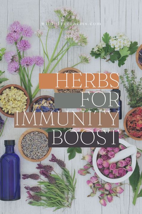 herbs for immune boosting List Of Herbs, Kitchen Herbs, Boost Your Immune System, Improve Sleep Quality, Immune Boosting, Wild And Free, Herbal Remedies, Best Of The Best, Apothecary