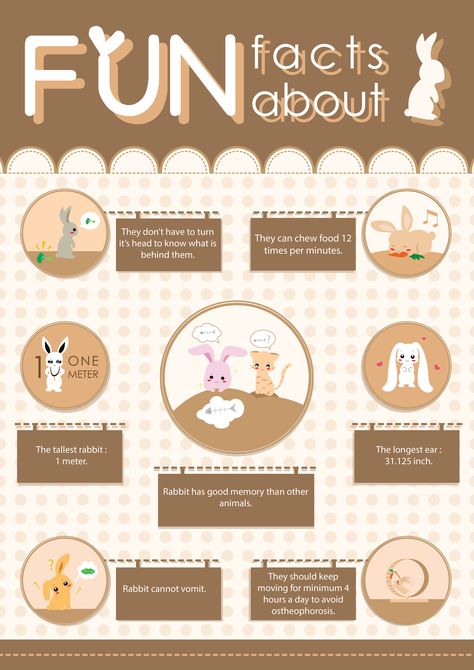 Infographic : FUN Facts About Rabbit ^^ Rabbit Infographic, Bunny Information, Rabbit Posters For 4-h, Facts About Bunnies, Types Of Bunnies, America Revolution, Facts About Rabbits, Secret Life Of Rabbits, Rabbit Cafe