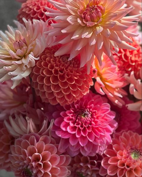 Perfectly Pretty Shades Of Pink | This are our Hot Pink Dahlias from this season ❤️‍🔥❤️‍🔥❤️‍🔥 It’s no surprise that pink is among the most popular colour for garden displays, either. #dahliaseason #dahliagarden #dahlialove #dahliaaddict #dalijas #georgina #dālijaszied #dalijusezona Pink Dahlias, Dahlia Aesthetic, Pink Dahlia, Pink Dahlia Bouquet, Types Of Dahlias Flower, Dahlia Garden Wallpaper, Daliah Flower, Pink Dahlia Aesthetic, Light Pink Dahlia Bouquet