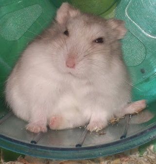 #djungarian #dwarfhamster #hamsters #hamster #roborovski #winterwhite #winterwhitehamster #dwarfhamsters White Hamster, Russian Hamster, Winter White Hamster, Long Haired Hamster, Robo Hamster, Hamster Life, European Hamster, Hamster Care, Cute Rats