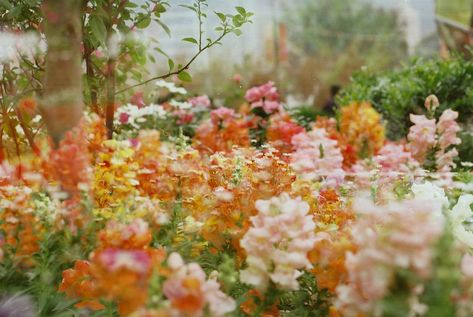 Cottagecore Flowers, Summer Nostalgia, Yellow Sunglasses, Spring Aesthetic, Pretty Plants, Alam Yang Indah, Flowers Nature, Beautiful Blooms, Film Camera