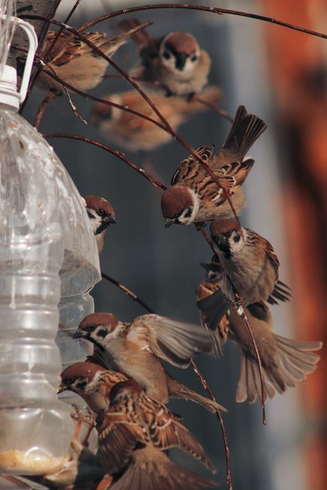 Ornithology Aesthetic, Bird Watching Aesthetic, Sparrow Aesthetic, Sparrows Flying, Birds Sparrow, Bird Aesthetic, Coffee Seed, Finches Bird, Sparrow Bird