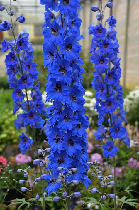 Larkspur Plant, Delphinium Blue, Cranesbill Geranium, Delphinium Flowers, Flax Flowers, Flannel Flower, Blue Delphinium, Blue Plants, Border Plants