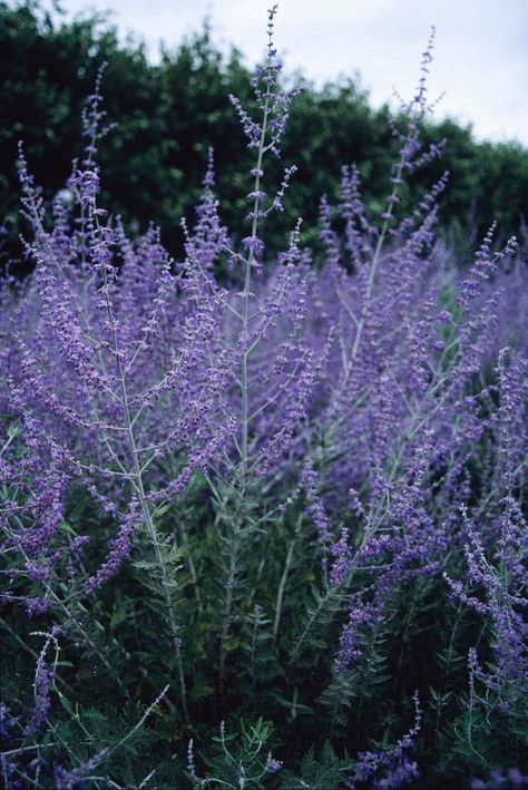 Find help & information on Perovskia &s;Blue Spire&s; perovskia &s;Blue Spire&s; Shrubs from the RHS Perovskia Blue Spire, Hampton Court Palace Gardens, Buy Plants Online, Raised Planter, Garden Types, Wildlife Gardening, School Garden, Plant Spacing, Garden Show