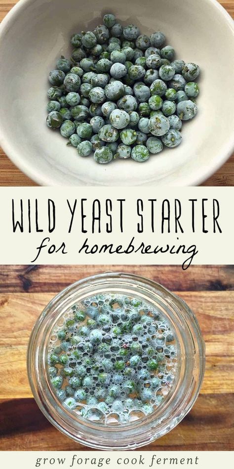 Wild Yeast Starter, Making Alcohol, Pickled Foods, Mead Recipe, Yeast Starter, Making Wine, Wild Food Foraging, Foraging Recipes, Fermentation Recipes