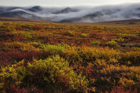 Tundra Biome | National Geographic Society Clan Ideas, Tundra Biome, Alpine Tundra, Arctic Tundra, Physical Geography, Small Shrubs, Southern Region, Arctic Circle, Plant Roots