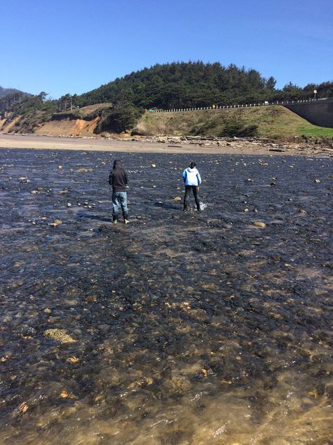 Collecting Rocks On Ocean Beaches: What To Look For and Where To Find It. Rockhounding Oregon, Agate Hunting, Rock Collection Display, Gem Hunting, Collecting Rocks, Oregon State Parks, Rock Tumbling, Rock Collecting, Oregon Beaches