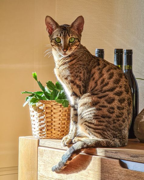 Just a cat and her Christmas cactus enjoying the winter sun 🌞 🌿 Meryl Stripe 🐆 #Serengeti 🐆 📌Geneva, Switzerland @batcatrascal #serengeticat #orientialbengalcross Serengeti Cat, Cat Bengal, Wcue Morph, Spotted Cat, Geneva Switzerland, Striped Cat, Winter Sun, Christmas Cactus, Drawing Inspo