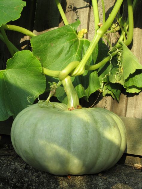 Jarrahdale Pumpkin, Pumpkin Story, Pumpkin Pie Ideas, Pumpkin Field, Green Pumpkins, Flowers Funny, Different Fruits And Vegetables, Pie Ideas, Unique Vegetables