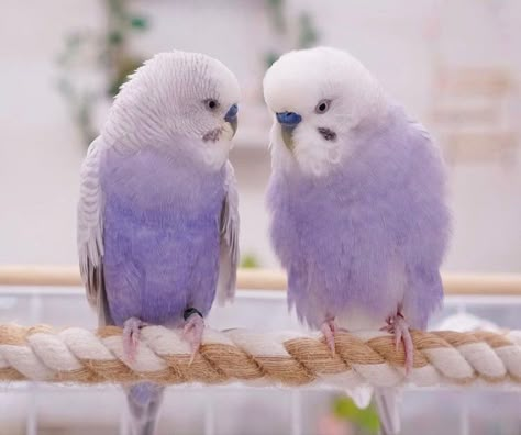 Purple Parakeet, Purple Budgie, Purple Parrot, Pink Parrot, Beautiful Parrots, Animal Necklaces, Cute Parrot, Fav Animal, Funny Parrots