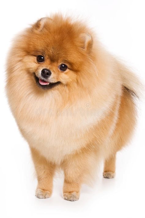 Cute Pupies, Boo Dog, Spitz Pomeranian, Boo The Dog, German Spitz, Pomeranian Lovers, Spitz Dogs, Most Beautiful Dogs, Cute Pomeranian