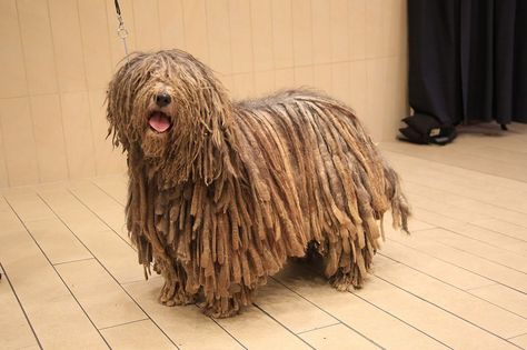 Bergamasco Sheepdog, Every Dog Breed, Beautiful Dog Breeds, Dog Breeds Medium, Thick Coat, New Dog, Types Of Dogs, Medium Sized Dogs, Dog Show