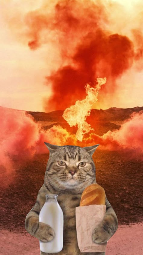 #myfirstshuffle Vintage Wallpapers, Angry Cat, Silly Cats Pictures, Cat Meme, Silly Animals, Weird Art, Cat Wallpaper, Silly Cats, Cute Wallpaper Backgrounds