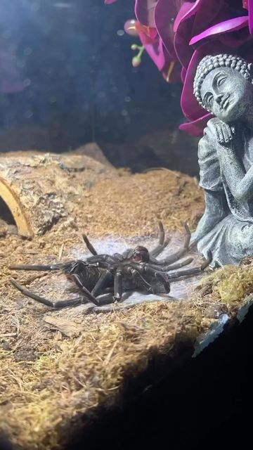 Whats Lurking in the Dark? on Instagram: "Timelapse of a spider molting - (Via @venus_arachnid )" Arachnids, Animal Kingdom, In The Dark, The Darkest, Animals, On Instagram, Instagram