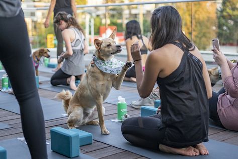 Rover is hosting a beginner-friendly Puppy Patio Yoga at YYoga’s gorgeous Kitsilano rooftop patio on Wednesday, August 21, 2019. via @Miss604 Puppy Yoga, Foster Family, Rooftop Patio, August 21, On Wednesday, Vancouver, The Fosters, Puppies, Patio