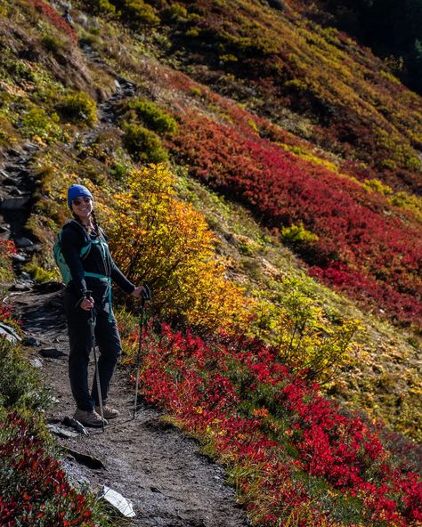 Visit the rugged Pacific Northwest in autumn and surround yourself with golden larches. Find out the 5 best Fall hikes in Washington. These hikes sit in the gorgeous mountain landscapes of Mount Rainier, Mount Baker, and the North Cascades. You will be astounded at the incredible fall foliage in these picturesque landscapes! Get all of the best tips on hiking in Washington in Fall and find out what you can't miss. Autumn Washington State, Best Fall Hikes In Washington, Hiking In Washington State, Washington Hikes Pacific Northwest, Pacific Northwest Trail, Pacific Northwest Travel, Washington Hikes, Fall Hiking, North Cascades