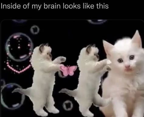 Silly Cats Pictures, Silly Animals, Im Going Crazy, A Miracle, Silly Cats, Silly Me, What’s Going On, Video Editor, Just Girly Things