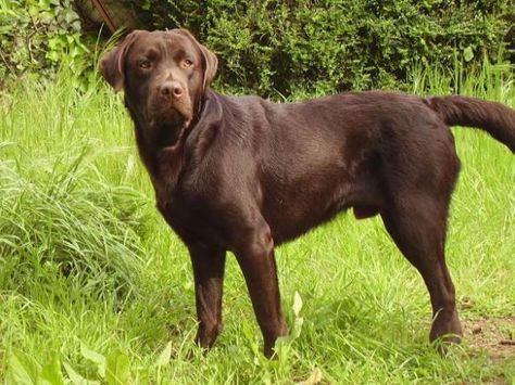 Labrador Retriever Marrone Chocolate Labrador, Bobber Motorcycle, Summer Pictures, Labrador Retriever, Labrador, Dresser, Dogs, Animals, Beauty