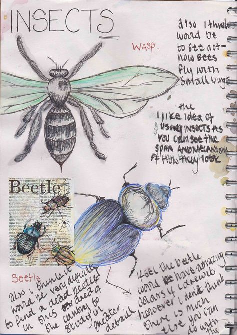 Insect Sketches, Insect Sketch, Gcse Art Sketchbook, Fashion Sketchbook, Character Profile, Gcse Art, Sketchbook Pages, Anatomy Drawing, Year 2