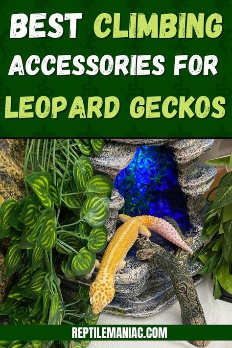 Leopard Gecko Cage, Leopard Gecko Setup, Leopard Gecko Diy, Leopard Gecko Hide, Gecko Cage, Leopard Gecko Cute, Lizard Cage, Gecko Vivarium, Leopard Gecko Habitat