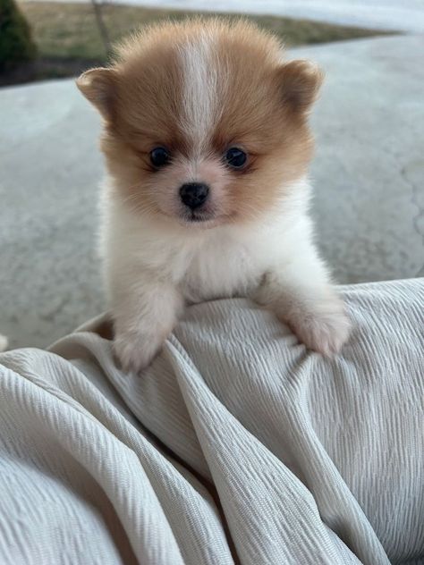 Five adorable pomeranians Arthur Illinois, Female Panda, Toy Pomeranian, Pomeranian Breed, Pomeranian Puppies For Sale, Puppy Litter, Morkie Puppies, Pomeranian Puppy For Sale, Doberman Puppy