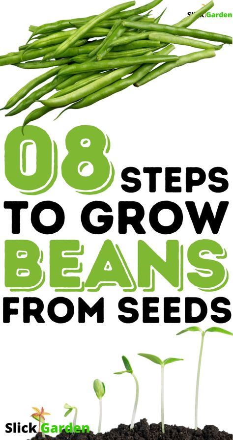 08 STEPS TO GROW BEANS FROM SEEDS. Beans are no exception, they can grow in less fertile soil because of self nitrogen fixation but still, good fertile soil with great drainage can make a lot of difference and in the end, we can have a great harvest. #beans #gardening #kitchengarden #growbeans (SLICKGARDEN) Growing Green Beans From Seeds, Planting Beans From Seed, Green Bean Seeds, Growing Plants From Seeds, Growing Green Beans, Growing Beans, The Best Green Beans, Nitrogen Fixation, Lima Bean