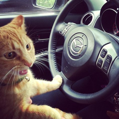 Ready for that road trip. #pets Internet Cats, Cat Drinking, Orange Tabby, Cat People, Dog Car, Funny Cat Pictures, Silly Cats, Cat Pics, Spring Break