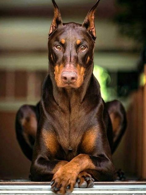 Cats Grooming, Doberman Pinscher Dog, 강아지 그림, Doberman Dogs, Doberman Pinscher, Black Dog, Great Dane, Doberman, Beautiful Dogs