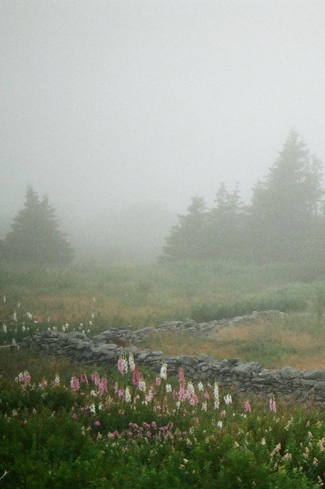 Misty Flower Field, Mist Illustration, Misty Scenery, Misty Flowers, Foggy Meadow, Foggy Field, Map Key, Forest Home, Field Wallpaper