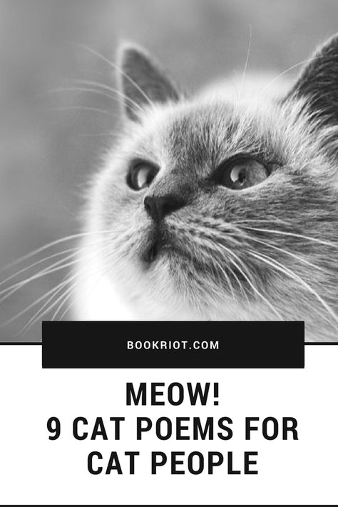 Cat Poems Funny, Cat Poetry, Limerick Poem, Mum Poems, Cat Poems, Reading List Challenge, Acrostic Poem, Older Cats, Christmas Poems