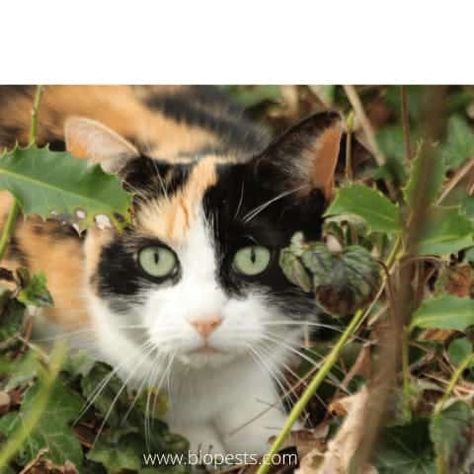 If you are reading this article it’s probably because, like me, you too have discovered that the neighbor's cats are using your raised garden bed… Planting Raised Garden Beds, Raised Bed Frame, Horse Manure, Cat Repellant, Organic Pest Control, Row Covers, Homemade Cat, Garden Bed, Organic Matter