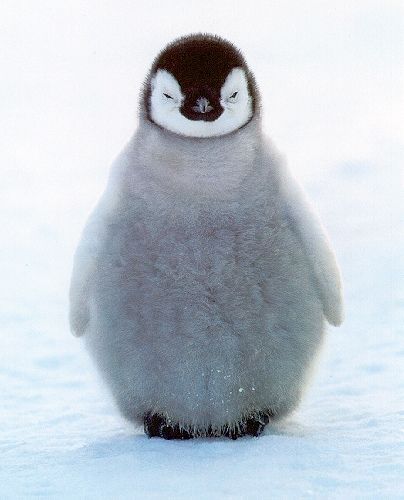 Baby Penguin Humorous Pictures, Penguin Pictures, Nosara, Cutest Animals, Baby Penguins, Bohol, Appaloosa, Cute Penguins