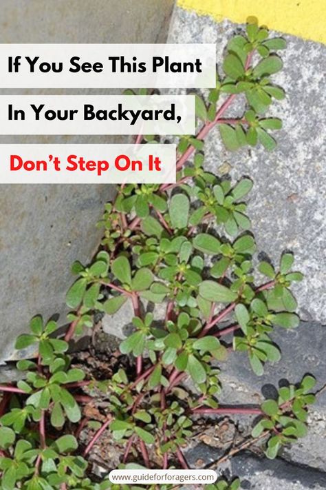 This neglected plant is more delicious and nutritious than most garden plants people care for. If you pull out this weed to protect your crops, you throw away something much more valuable. Calorie for calorie, purslane is one of the most nutrient-dense foods on earth. Click to learn more about this plant, as well as other 400 delicious and nutritious plants that are included in The Forager's Guide to Wild Foods. Medicinal Wild Plants, Wild Food Foraging, Edible Wild Plants, Backyard Plants, Garden Help, Wild Food, Wild Plants, Edible Plants, Propagating Plants