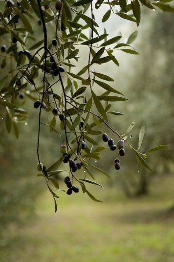 The Book Of Longings, Odysseus And Penelope, Olive Oil Beauty, Olive Trees Garden, Black Olive Tree, Olive Tree Painting, Olive Colour, Marine Plants, Olive Branches