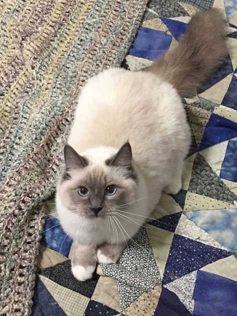 Ragdoll Cats Aesthetic, Blue Ragdoll Cat, Ragdoll Cat Aesthetic, Ragdoll Cats, Cute Fluffy Cat Aesthetic, Grey And White Ragdoll Cat, Blue Point Ragdoll Cat, Blue Point Himalayan Cat, Fluffy Cat Breeds