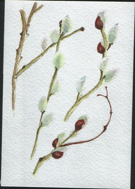 pussywillow, willow, watercolor Pussywillow Watercolor Painting, Pussywillow Drawing, Watercolor Pussywillows, Watercolor Pencil Drawings, Alaskan Flowers, Willow Watercolor, Willow Catkins, Flower Art Watercolor, Drawings Of Flowers